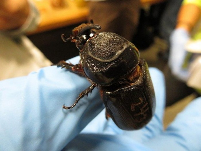 Rhinoceros-Beetle-in-Hand-777x583.jpg