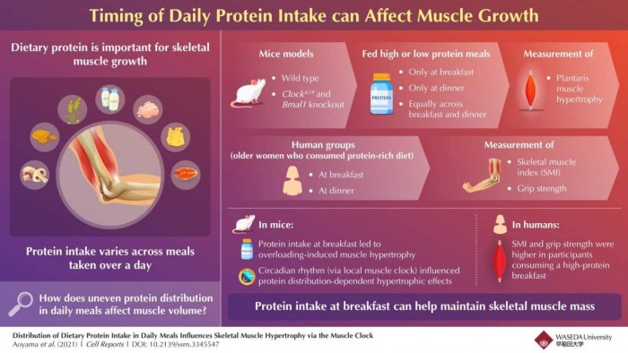 muscle-growth-protein-1280x720.jpg