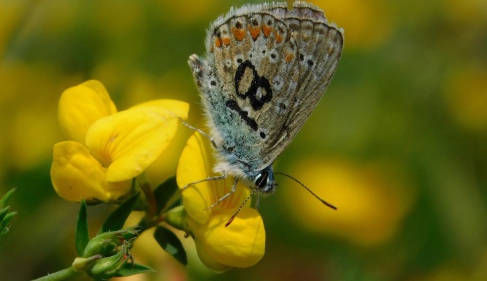 Polyommatus-icarus-on-Birds-Foot-Trefoil.jpg