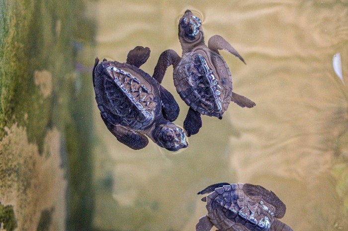 sea-turtle-hatchling-4918085_1280.jpg