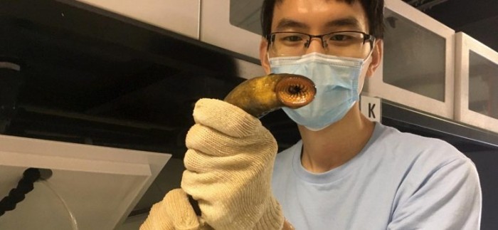 Using-Sea-Lampreys-Natural-Instincts-Against-Them-777x358.jpg