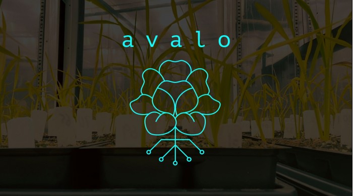 avalo-plants.jpg