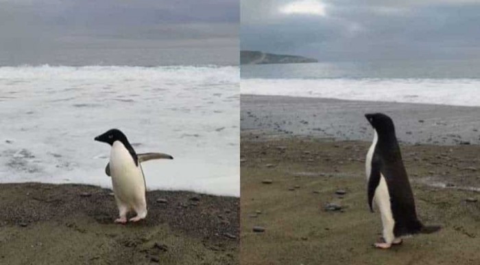 221307-penguin.jpg