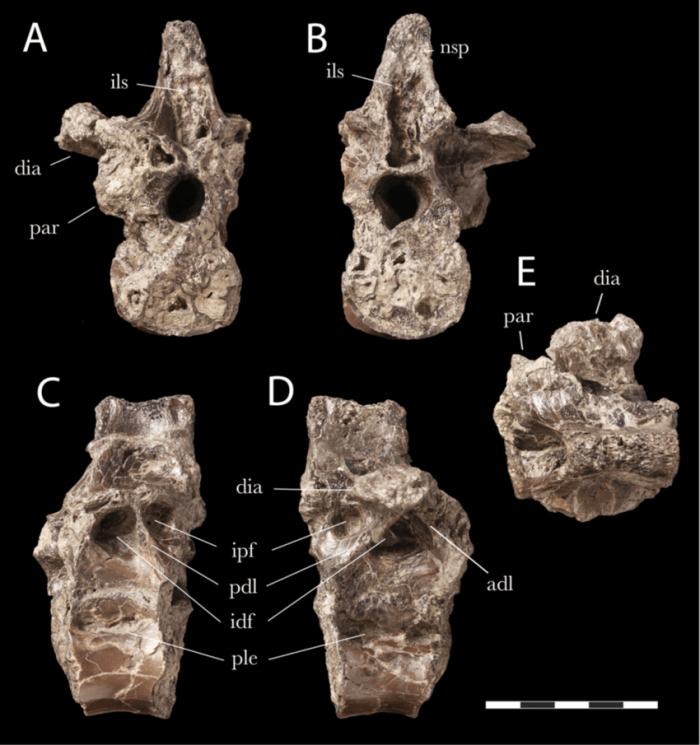 Vectiraptor-greeni-holotype-IWCMS-2021331-posterior-dorsal-In-A-anterior-B.png