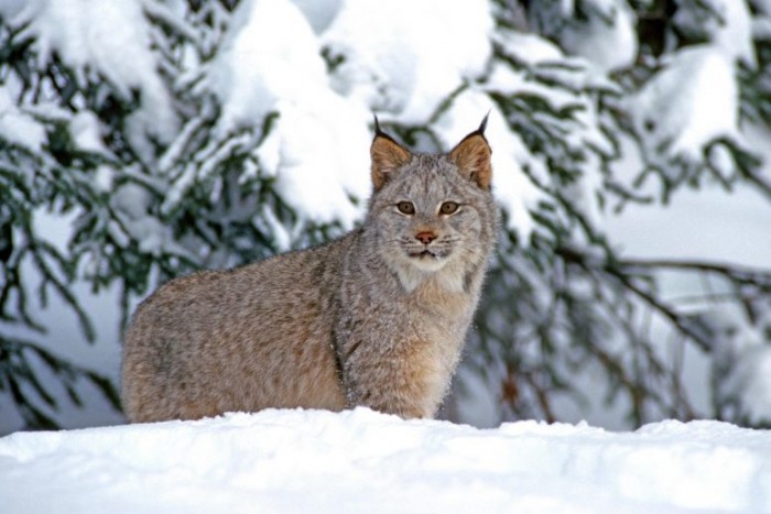 Canada-Lynx-777x518.jpg