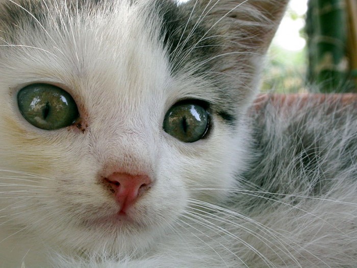 800px-Young_cats.jpg