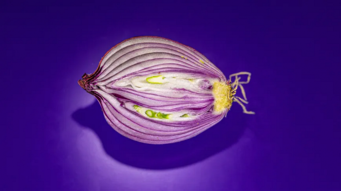 oinons.png