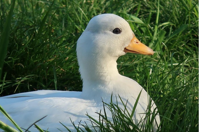 duck-5025319_1280.jpg