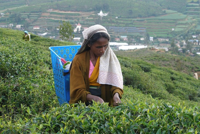 1599px-Sri_Lanka,_Tea_plantations,_Nuwara_Eliya,_Picking_tea_leaves.jpg