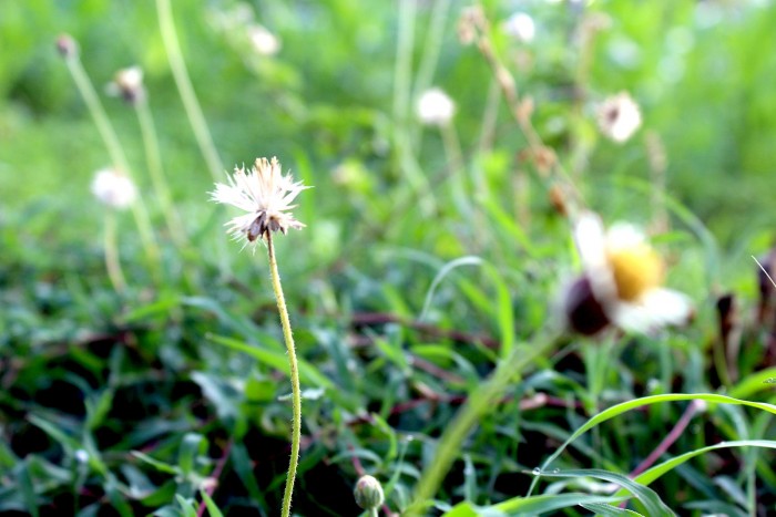 1599px-Indian_Weeds.jpg