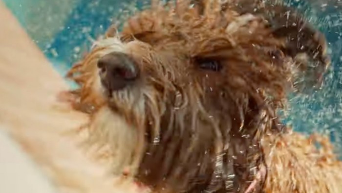 49472-96757-000-lead-Dog-in-iPhone-commercial-xl.jpg