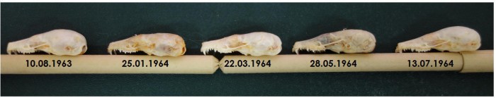 Comparison-of-Mole-Skulls.jpg