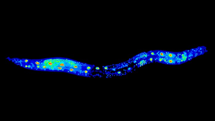 The-Roundworm-Caenorhabditis-elegans-Longevity-Gene.jpg