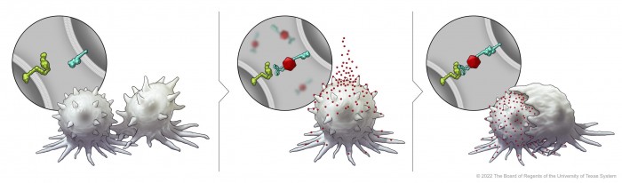 Immune-Cell-Engulfing-Cancer-Cell-scaled.jpg