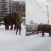逃离马戏团：俄罗斯两头大象在雪地里撒欢