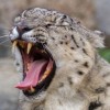 让大型猫科动物变更活泼 英国动物园呼吁民众捐赠香水