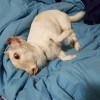 一张狗狗的俏皮照：竟让N多网友误会它是猪崽