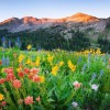 [图]漫山野花盛开：微软推出Wildflowers免费壁纸包