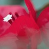 [图]百花齐放：微软放出Flower Petals​新壁纸主题包