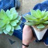 美国女子养了两年的多肉植物：移栽时发现是一盆塑料