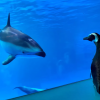 企鹅对因新冠疫情而关闭的水族馆进行“实地考察”