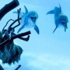 [图]明星树懒带你逛德州州立水族馆：受到海豚热烈欢迎