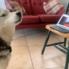 爱尔兰一铲屎官让爱犬与狗朋友视频通话排解寂寞