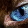 [图]微软放出Wild Eyes Premium免费高质量4K壁纸包