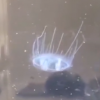 “水中大熊猫” 桃花水母现身庐山西海