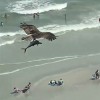 鱼鹰海里抓走鲨鱼图像走红网络：其实是条鲭鱼