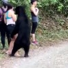 女子户外遭黑熊背后熊抱 竟淡定拿出手机与熊合拍