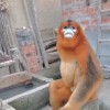 金丝猴进村蹭吃蹭喝一周 村民：赶都赶不走