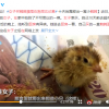 女子买鹌鹑蛋没吃十天后孵出一窝鹌鹑