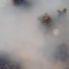 荷兰网友拍到牡蛎群繁殖盛况：海水被染成白色