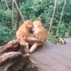 两只猴子接吻被发现害羞打闹 网友：都是旅游的情侣教的