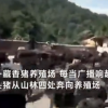 数千头猪听到《南泥湾》音乐后回家吃饭  网友：军事化管理