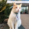 澳大利亚医院聘用猫做保安：配专属工牌 按时上下班