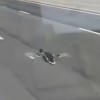 野生涡轮增鸭 一野鸭高速公路上时速100公里飞行