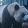 北京网红大熊猫突然“头秃”  园方：已上药 毛发恢复生长