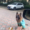 汽车倒车雷达故障 主人让狗子指挥倒车 网友：真成精了