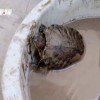 大学生8个月后返校乌龟还活着：走之前做了泥浆