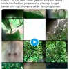 猴子偷走iPhone疯狂自拍 失主找回手机后发现海量照片