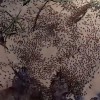 泰国徒步者在种植园拍到罕见“蚂蚁死亡漩涡”