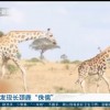 身高不足3米 科学家发现侏儒长颈鹿：身高只有正常同类的一半