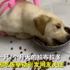 拉布拉多疯狂“干饭”吓到哈士奇，主人：从未故意饿狗