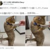 网友晒自家猫吃饭的样子 网友：像个啤酒肚大叔
