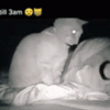女孩睡着后被自家猫狂殴4小时 但它可能没什么坏心思
