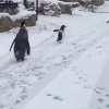 罕见！动物园七只企鹅雪中逛园子 与北极熊打招呼交朋友