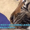 实拍老虎做核酸检测 捅完鼻子捅喉咙：场面惊险万分