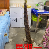 宿舍水泥地裂缝长出4米高竹笋 四天时间快要冲破天花板